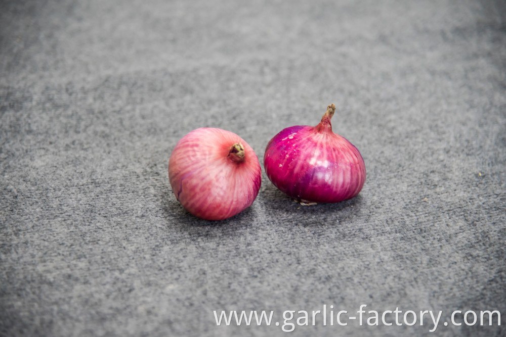 Fresh market prices red onion for importers